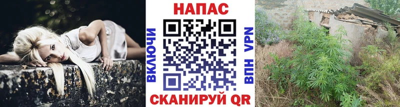 Канабис гибрид  Буй 